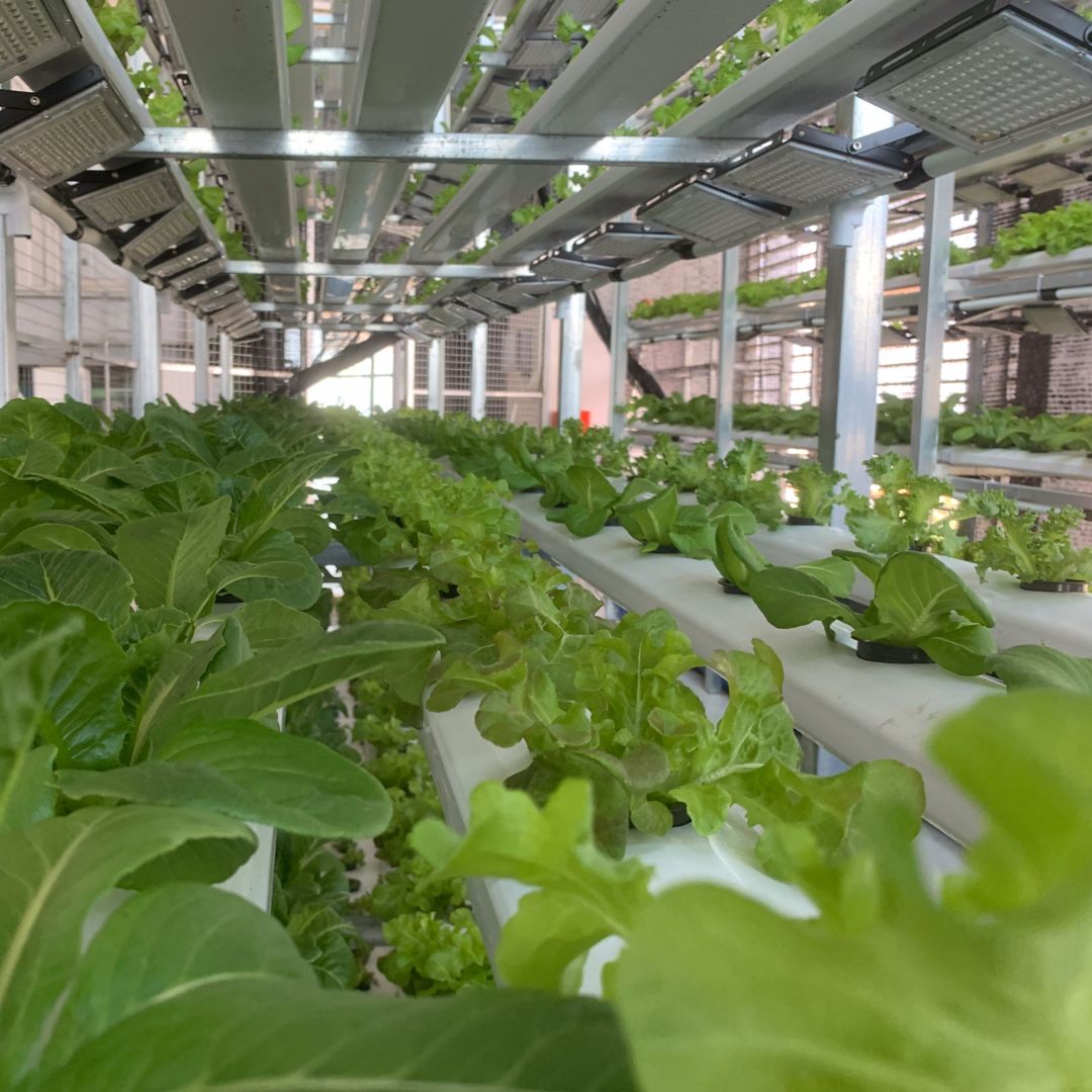 Rosewood Phnom Penh Hydroponic Garden Indoor Garden Organic vegetable 